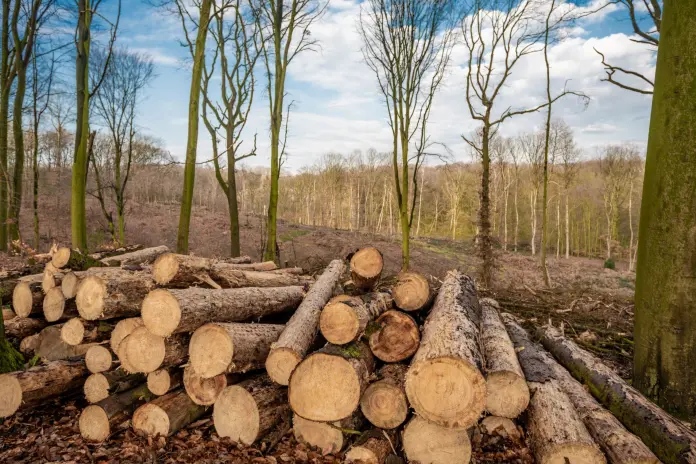 Extensión de la fecha de aplicación del Reglamento de deforestación