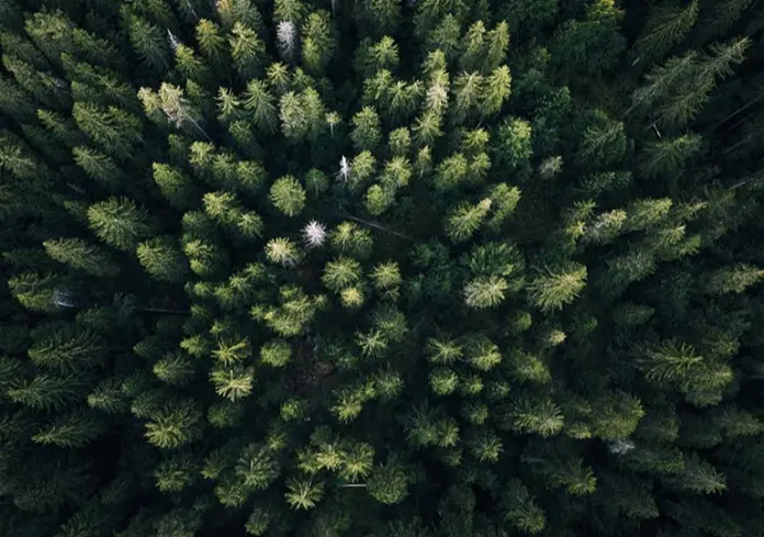 Regulamentação do funcionamento do Mercado Voluntário de Carbono