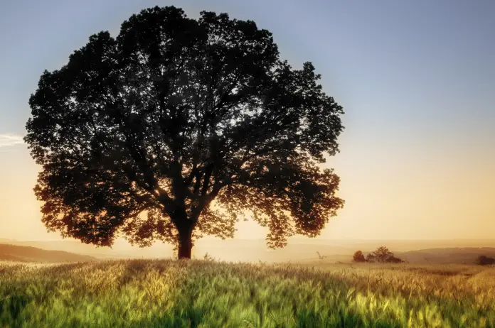 Proyecto de Ley de Protección del Territorio y Vida Rural